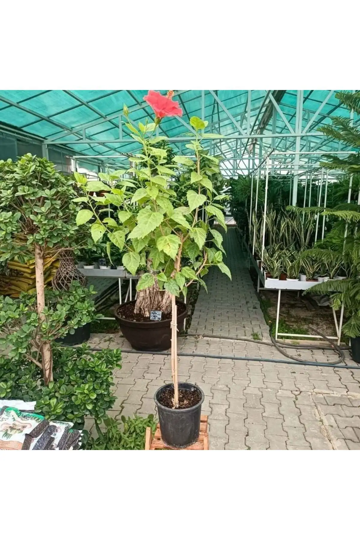 Japon Gülü Fidanı 40-60 Cm