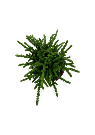 Crassula Lycopodioides (Sukulent) Ø8,5 CM Y10-15 CM