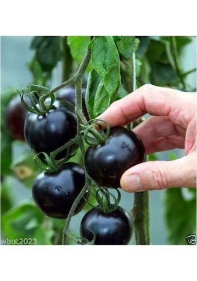 Black Domates Siyah Domates Tohumu 5 Tohum + Tohum