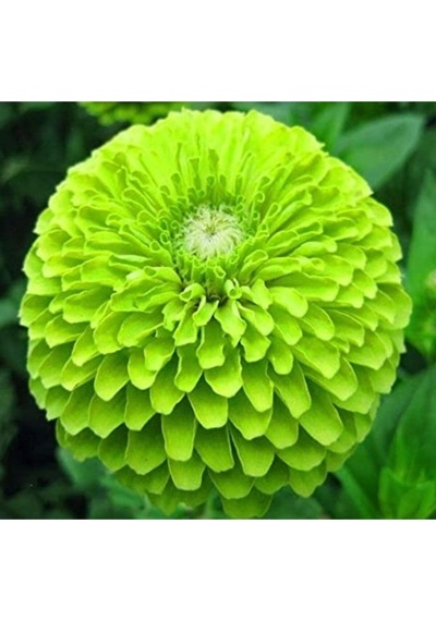 10 Adet Yeşil Dahlia Yıldız Çiçeği Tohumu + 10 Adet Hediye Karışık Renk Gül Tohumu
