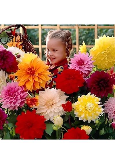 Aynı Sene Çiçek Açar Dev Çiçekli Mixed Dahlia Yumrusu 5 Adet