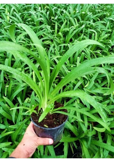 Afrika Zambağı Agapanthus