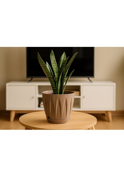 Serinova Papatya Tabaklı Saksı 3 Lt 15653819