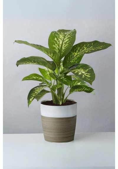 Dieffenbachia Tropik Snow-difenbahya Canlı Salon Bitkisi 40-60 Cm