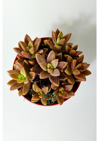 Graptosedum California Sunset Çabuk Çoğalan Hızlı Yayılan Sukulen