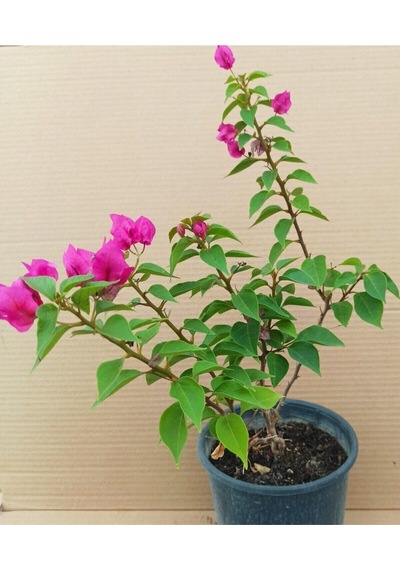 Fuşya Bodur Begonvil Bougainvillea