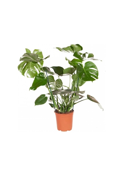 Monstera -  Deve Taban 40- 60 cm 2 Adet