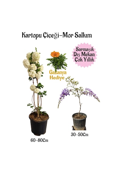 Kartopu Çiçeği 1 Adet+mor Salkım 1 Adet+kırmızı Gazanya Hediyeli Saksılı Bahçe Seti