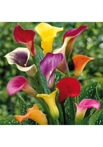 7 Farklı Renk Calla Lilly Tohumu 7 Adet Tohum Çiçek Tohumu
