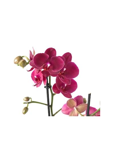 Phalaenopsis Montreux (Bordo Orkide) 12 CM 70-80 CM