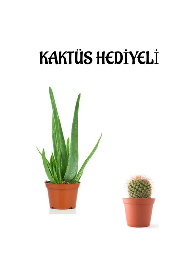 Parlak Dolgun Formlu Aleovera Bitkisi Sevgililer Gününe Özel Kaktüs Hediyeli