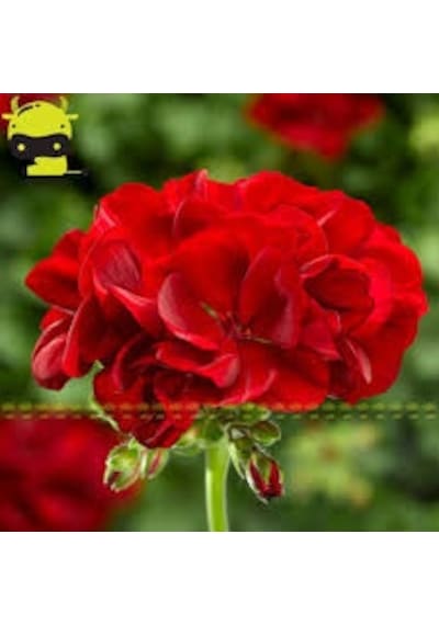 10 Adet Tohum Nadir Sardunya Çiçeği Tohumu Sardunya Çiçek Tohumu