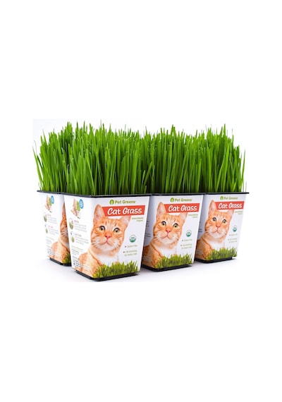 Kedi Çimi 12 cm'lik Saksıda