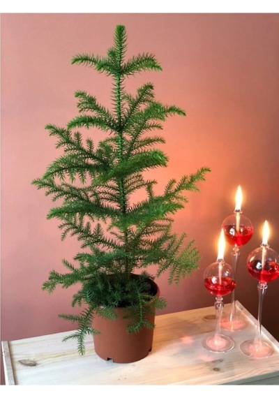 Gerçek Yılbaşı Ağacı Arokarya Araucaria 60-70 Cm Ev Bitkisi Ofis Bitkisi Salon Çamı