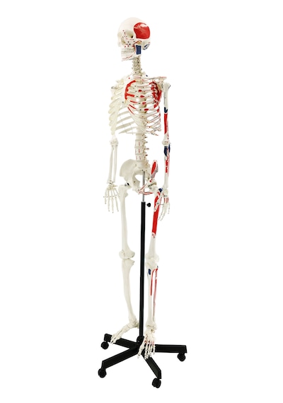 Gerçek Boyutlarında Kasları Gösteren İnsan İskeleti Modeli, Numaralandırılmış, 180 Cm - İskelet Maketi 01
