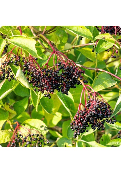 Kara Mürver Fidanı Sambucus Nigra - Sağlıklı Meyveli Bitki