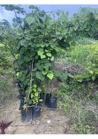 Tüplü 4 Yaş Geniş Yapraklı Ihlamur Tilia Platyphyllos B0y 180-200cm