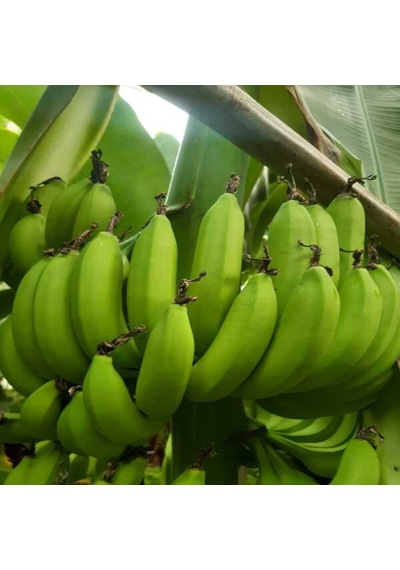Dalından Yeşil Doğal Anamur Muzu 10 Kg