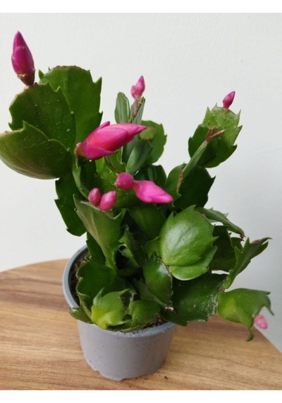 Videolu Pembe Yılbaşı Çiçeği Kaktüs 1 Adet Saksılı 10-20cm Iç Mekan Bitkisi Schlumbergera Purple