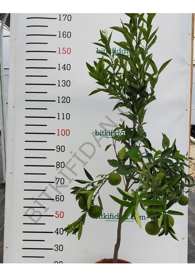 Bitkifidan 5 Yaş Aşılı Satsuma Mandalina Fidanı