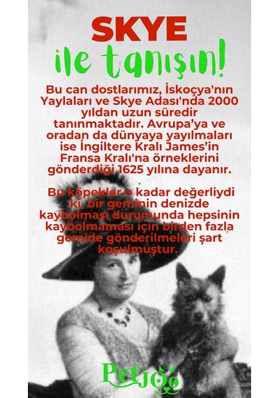 Petjoo 6.Skye Yeşil-Kırmızı Qr'lı Köpek Künyesi