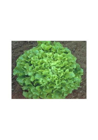 Marul Arapsaçı Tohumu - 10 Gr Sağlıklı Ve Lezzetli