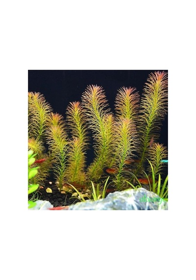 Rotala Wallichi In Vitro Canlı Bitki Çok Renkli