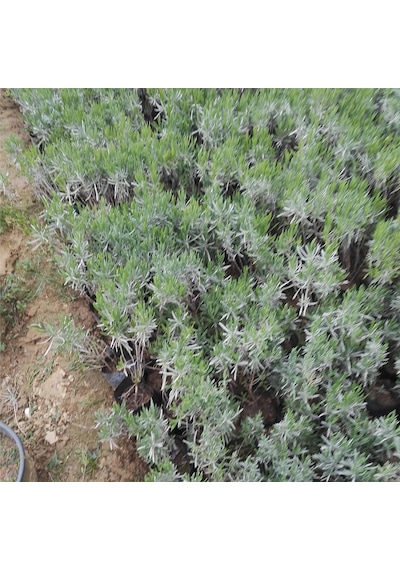 5 Adet Lavanta Fidanı Lavandula Officinalis. Dahil