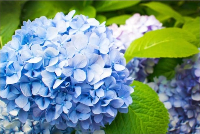 Ortanca Hydrangea Macrophylla Mavi 10- 20 Cm