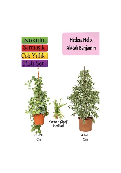 Alacalı Beyaz Benjamin Bitkisi+ Hedera Hex Sarmaşığı+ Kurdele Çiçeği
