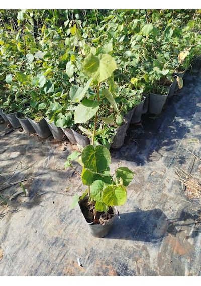 Ihlamur Ağacı Fidanı 10 Adet 50-100 Cm Tilia Tomentosa 2-3 Yaş