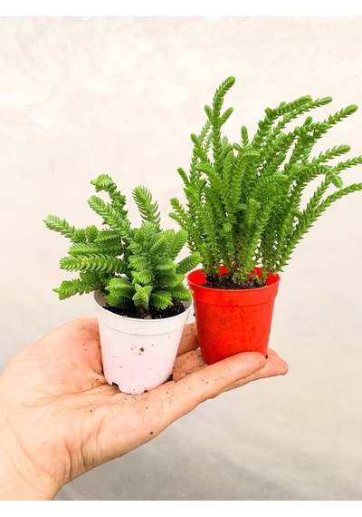 2 Adet Farklı Tür Prenses Çamı Crassula Muscosa