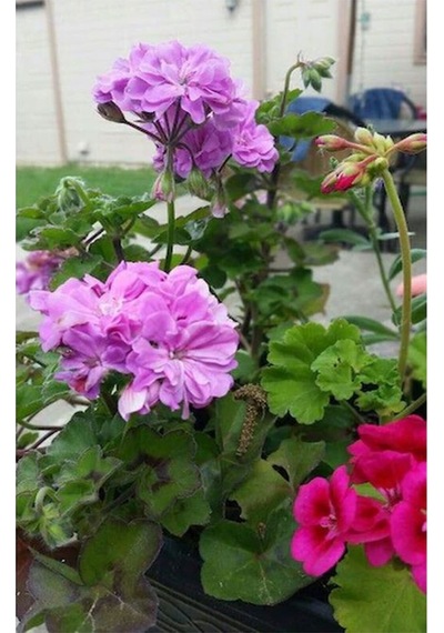 Videolu 3'lü Karışık Renk Sardunya Çiçeği 20-30 Cm Saksılı Çiçekli Bodur Bitkiler Pelargonium