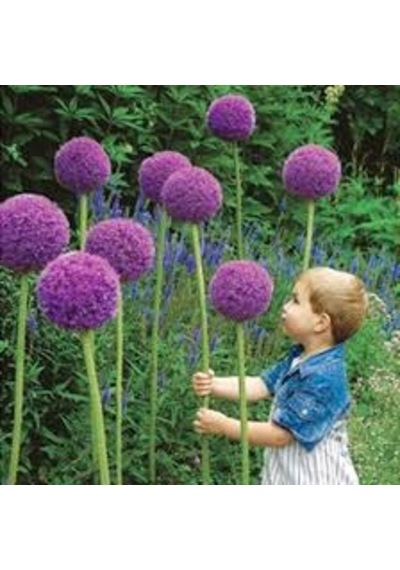 Dev Mor Allium Bitkisi Tohumu 3 Tohum + Tohum