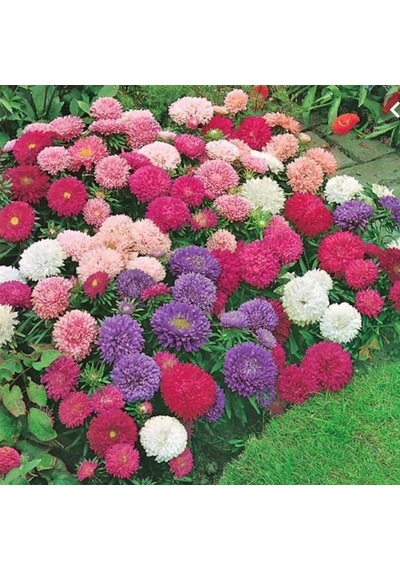 Pompon White Aster Çiçeği Tohumu 50 Tohum