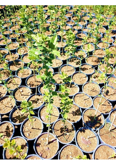 Gül Hatmi Fidanı 50-70 Cm