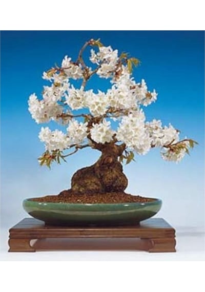 Kiraz Bonzai Ağacı Tohumu 5 Adet Bonsai Ağacı Tohumu