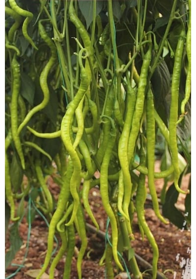 Tatlı Kıl Biber Tohumu 10 Gr
