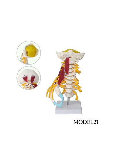 Servikal Boyun Omurga Maketi Kas ve Sinir Modeli Model 21