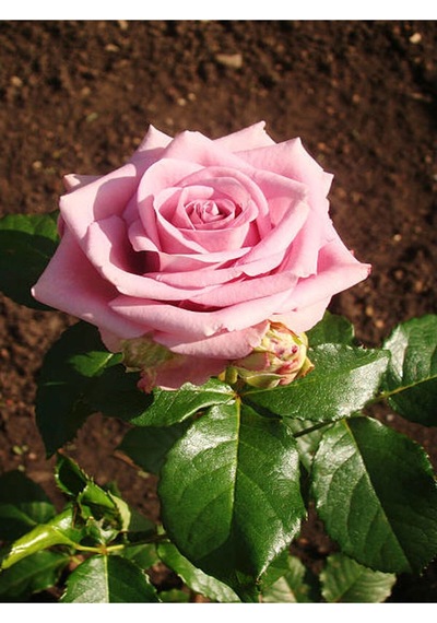 Yediveren Yavruağzı Rengi 15 30 Cm 2 Adet Tüplü/saksılı Aşılı Gül Turquoise Rose