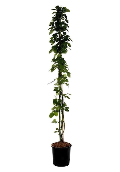 Kırmızı Sarmaşık Gül Fidanı Saksılı Tüplü 60-80cm+yeşim Para Çiçeği