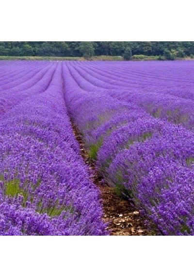 Lavandula Angustifolia Lavanta Çiçeği Tohumu 25000 Tohum N118553
