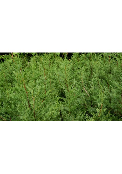Leylandi Fidanı Canlı Çit Bitkisi 120-140 Cm