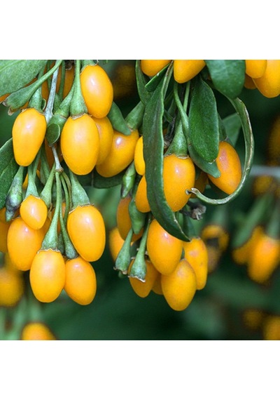 Sarı Goji Berry Fidanı 10 Adet