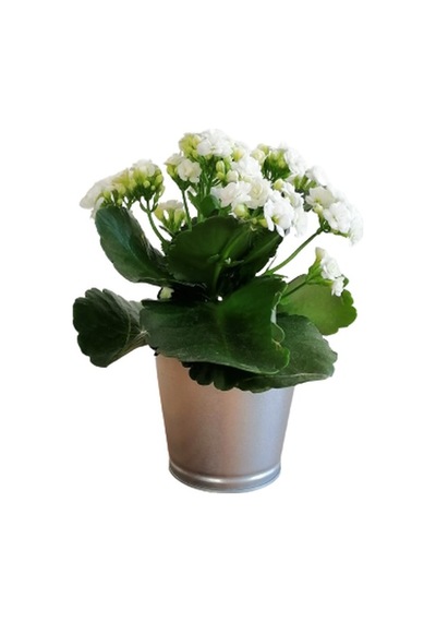 Kalanchoe - Kalanşo Çiçeği Beyaz Çiçekli