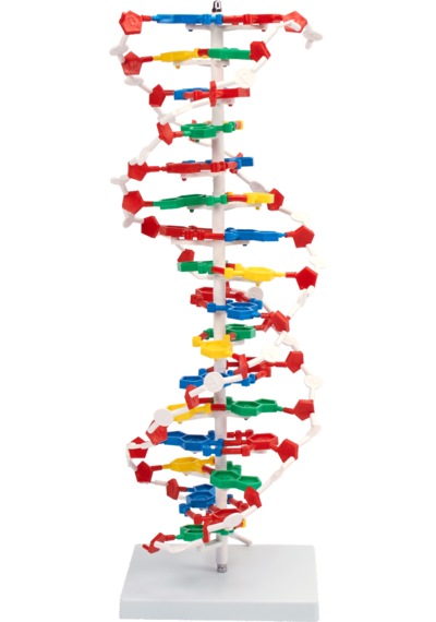 Dna Modeli - Dna Maketi 01