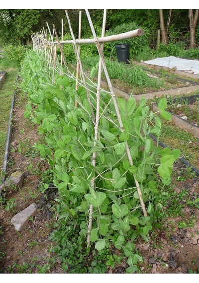 Bitki Destek Çubuğu Bambu 75 Cm 20 Adet