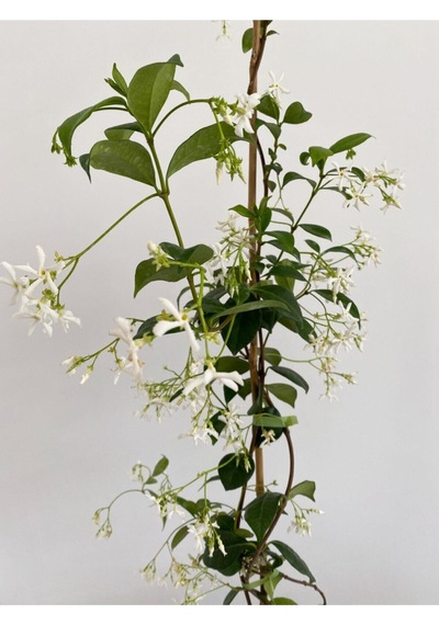 Mis Kokulu Arap Yasemini Fidanı1 Adet 70-150cm Saksılı Arabian Jasmine Seedling