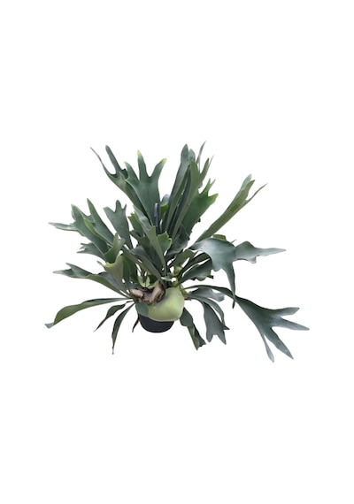 Platycerium Bifurcatum Geyik Boynuzu