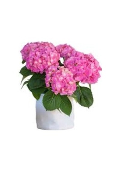 Canlı Ortanca Çiçeği Fidanı-pembe Renk 10-20 Cm